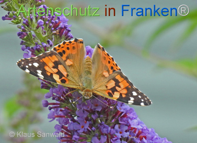 © Artenschutz in Franken® / Klaus Sanwald Bild zum Eintrag (1110154-160)