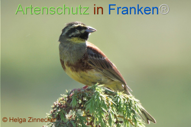 © Artenschutz in Franken® / Helga Zinnecker Bild zum Eintrag (1110179-160)