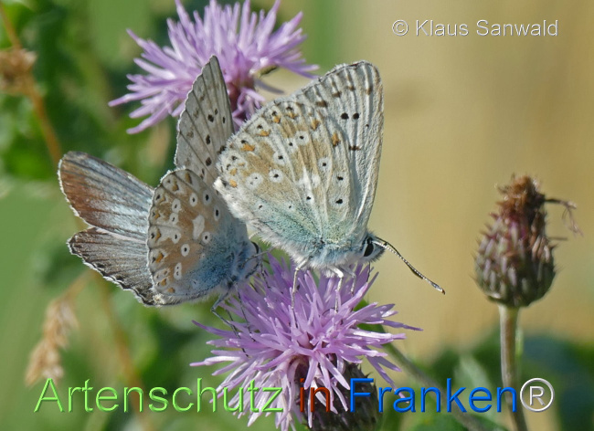 © Artenschutz in Franken® / Klaus Sanwald Bild zum Eintrag (1110201-160)