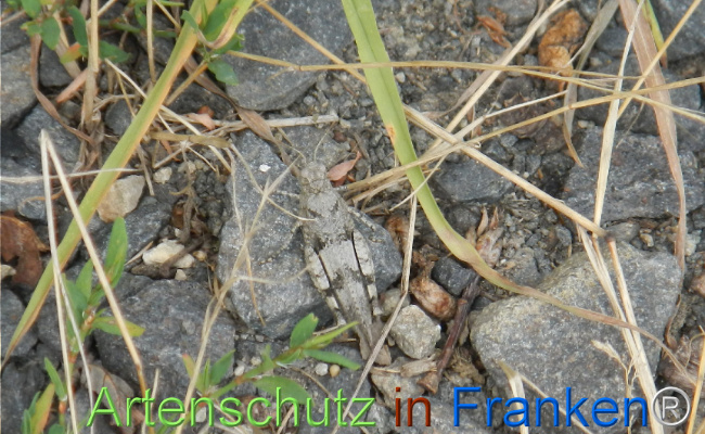 © Artenschutz in Franken® Bild zum Eintrag (1110239-160)