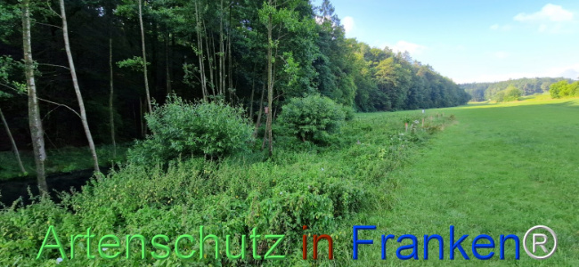 © Artenschutz in Franken® Bild zum Eintrag (1110277-160)