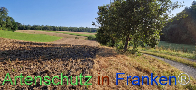 © Artenschutz in Franken® Bild zum Eintrag (1110376-160)