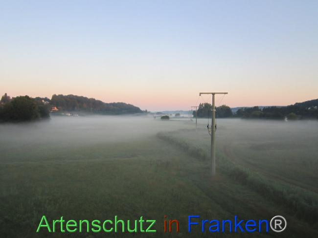 © Artenschutz in Franken® Bild zum Eintrag (1110444-160)