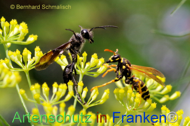 © Artenschutz in Franken® / Bernhard Schmalisch Bild zum Eintrag (1110452-160)