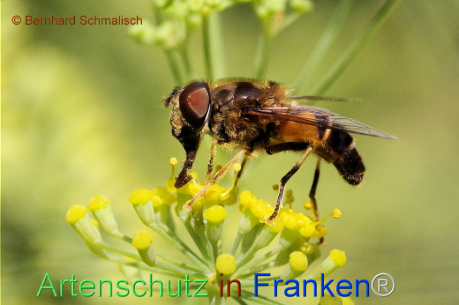 © Artenschutz in Franken® / Bernhard Schmalisch Bild zum Eintrag (1110491-160)