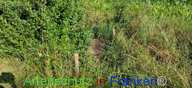 © Artenschutz in Franken® Bild zum Eintrag (1110550-160)