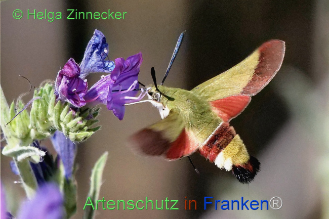 © Artenschutz in Franken® / Helga Zinnecker Bild zum Eintrag (1110578-160)