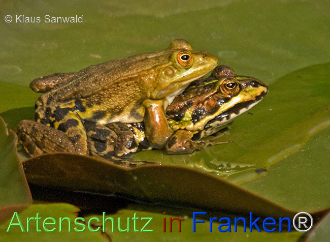 © Artenschutz in Franken® / Klaus Sanwald Bild zum Eintrag (1110884-160)