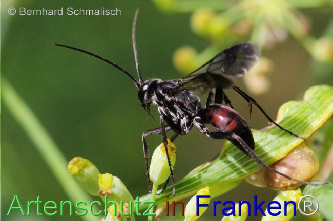 © Artenschutz in Franken® / Bernhard Schmalisch Bild zum Eintrag (1110977-160)