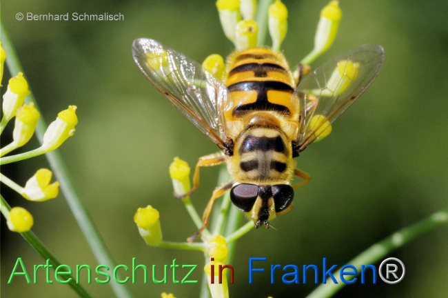 © Artenschutz in Franken® / Bernhard Schmalisch Bild zum Eintrag (1111045-160)