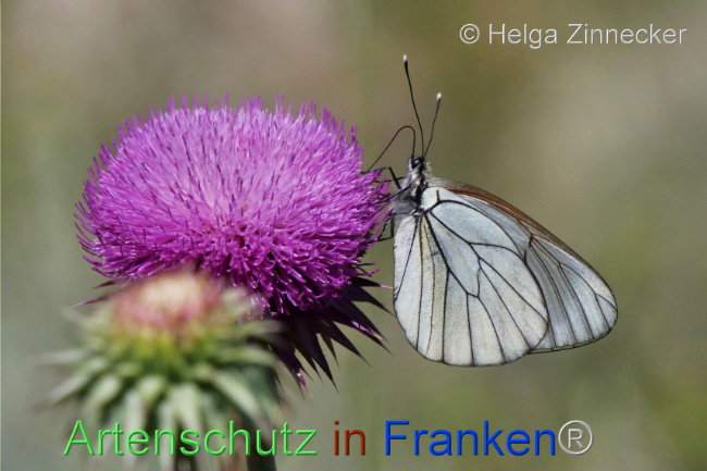 © Artenschutz in Franken® / Helga Zinnecker Bild zum Eintrag (1111062-160)