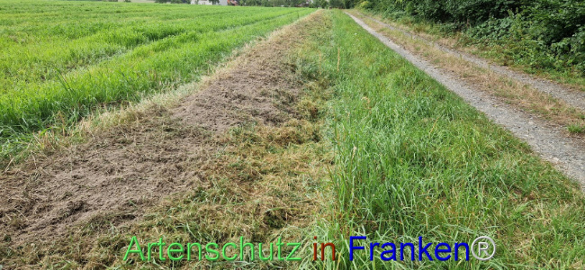 © Artenschutz in Franken® Bild zum Eintrag (1111220-160)