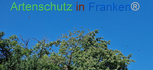 © Artenschutz in Franken® Bild zum Eintrag (1111320-160)