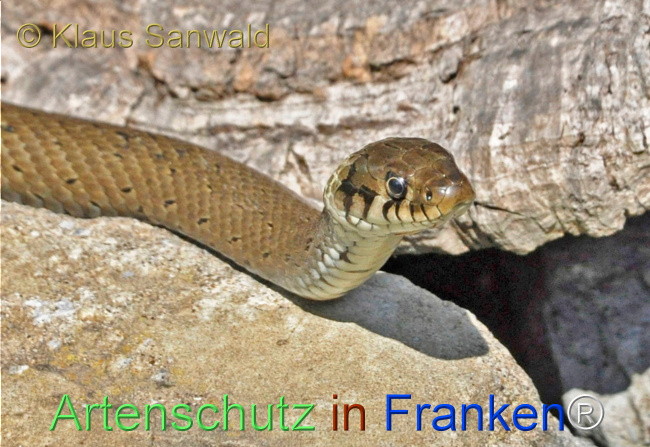 © Artenschutz in Franken® / Klaus Sanwald Bild zum Eintrag (1111326-160)