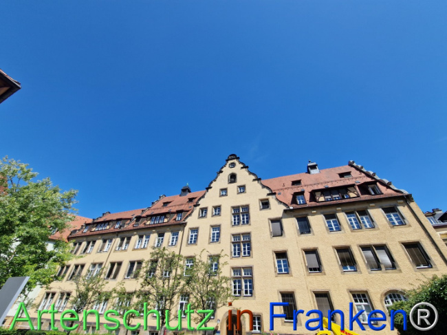 © Artenschutz in Franken® Bild zum Eintrag (1111337-160)