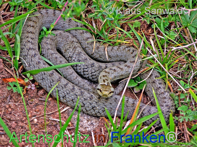 © Artenschutz in Franken® / Klaus Sanwald Bild zum Eintrag (1111401-160)