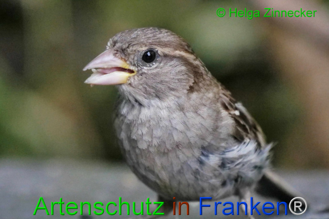 © Artenschutz in Franken® / Helga Zinnecker Bild zum Eintrag (1111671-160)