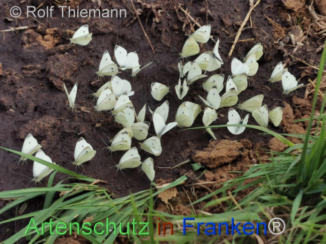 © Artenschutz in Franken® / Rolf Thiemann Bild zum Eintrag (1111682-160)