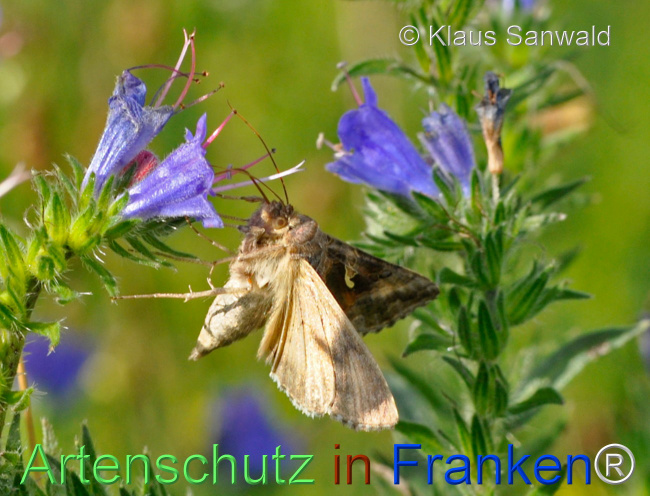 © Artenschutz in Franken® / Klaus Sanwald Bild zum Eintrag (1111717-160)