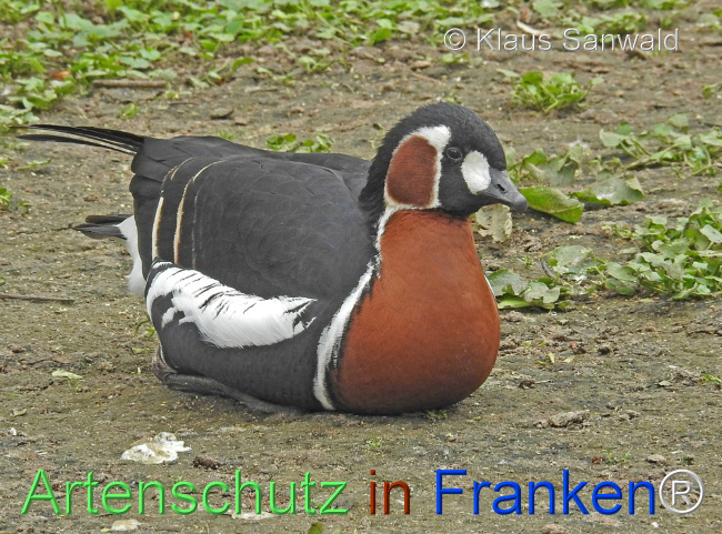 © Artenschutz in Franken® / Klaus Sanwald Bild zum Eintrag (1111808-160)