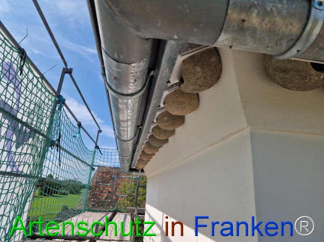 © Artenschutz in Franken® Bild zum Eintrag (1111945-160)
