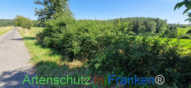 © Artenschutz in Franken® Bild zum Eintrag (1111991-160)