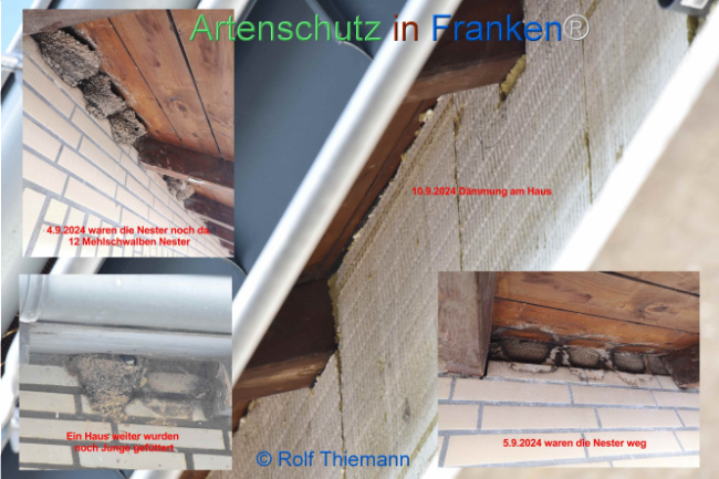 © Artenschutz in Franken® / Rolf Thiemann Bild zum Eintrag (1112412-160)