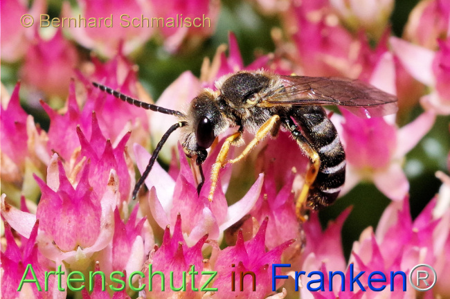 © Artenschutz in Franken® / Bernhard Schmalisch Bild zum Eintrag (1112454-160)