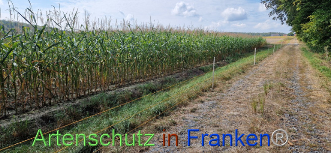 © Artenschutz in Franken® Bild zum Eintrag (1112511-160)