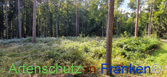 © Artenschutz in Franken® Bild zum Eintrag (1112609-160)