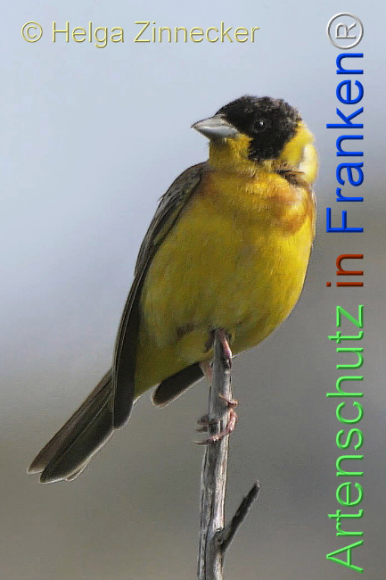 © Artenschutz in Franken® / Helga Zinnecker Bild zum Eintrag (1112753-160)