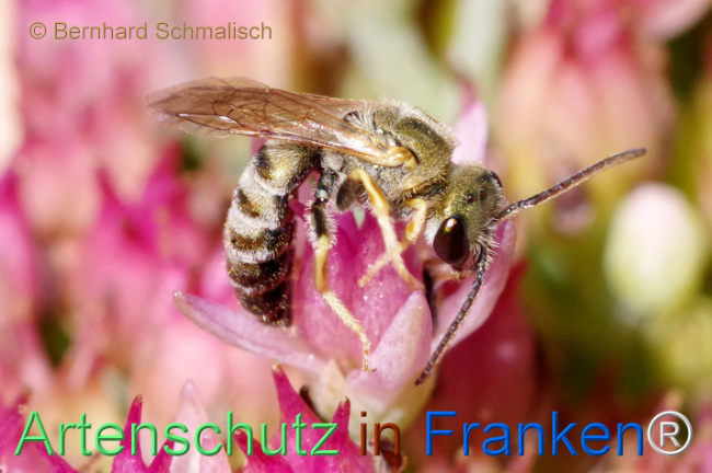 © Artenschutz in Franken® / Bernhard Schmalisch Bild zum Eintrag (1112778-160)