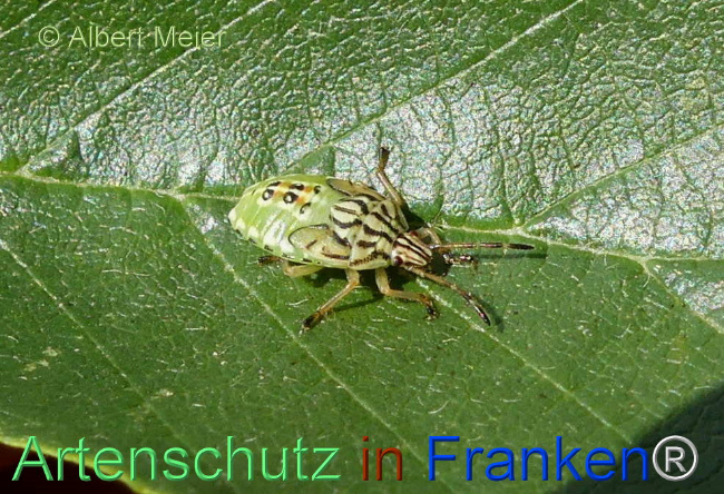 © Artenschutz in Franken® / Albert Meier Bild zum Eintrag (1112800-160)
