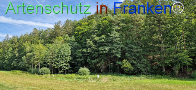 © Artenschutz in Franken® Bild zum Eintrag (1112953-160)