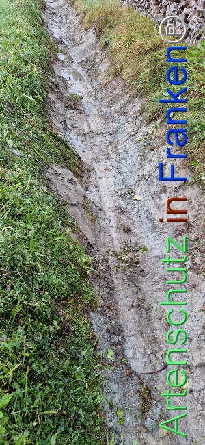 © Artenschutz in Franken® Bild zum Eintrag (1113170-160)
