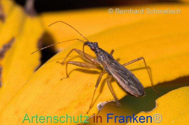 © Artenschutz in Franken® / Bernhard Schmalisch Bild zum Eintrag (1113205-160)