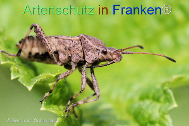 © Artenschutz in Franken® / Bernhard Schmalisch Bild zum Eintrag (1113319-160)