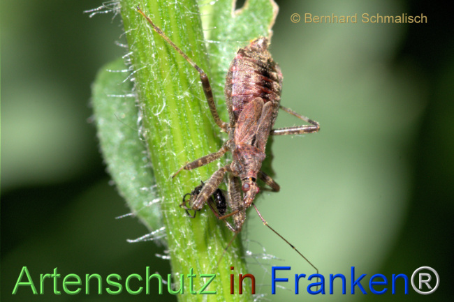 © Artenschutz in Franken® / Bernhard Schmalisch Bild zum Eintrag (1113399-160)