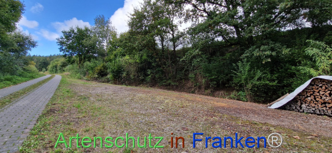 © Artenschutz in Franken® Bild zum Eintrag (1113552-160)