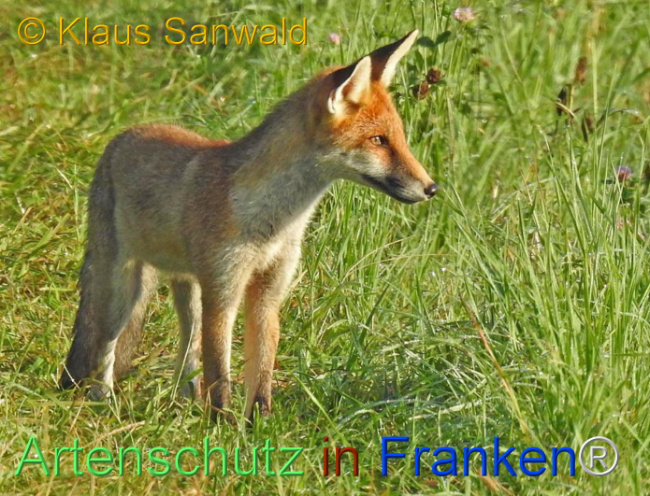 © Artenschutz in Franken® / Klaus Sanwald Bild zum Eintrag (1113570-160)
