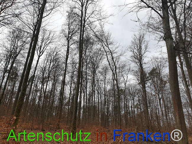 © Artenschutz in Franken® Bild zum Eintrag (1113594-160)