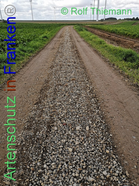 © Artenschutz in Franken® / Rolf Thiemann Bild zum Eintrag (1113652-160)