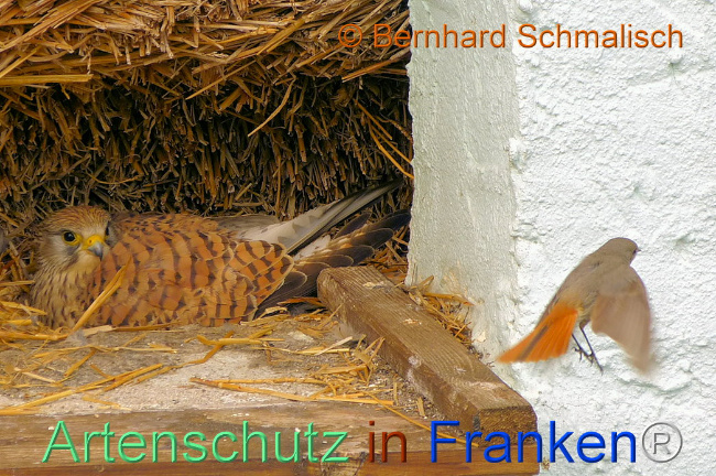 © Artenschutz in Franken® / Bernhard Schmalisch Bild zum Eintrag (1113654-160)