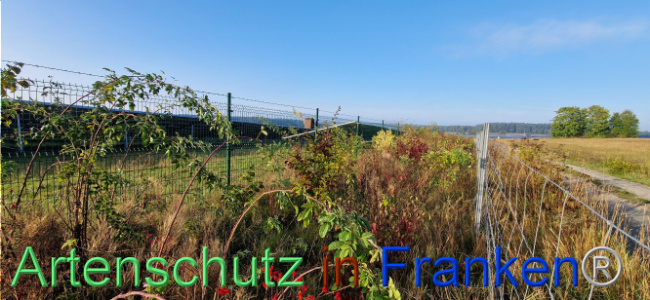 © Artenschutz in Franken® Bild zum Eintrag (1113758-160)