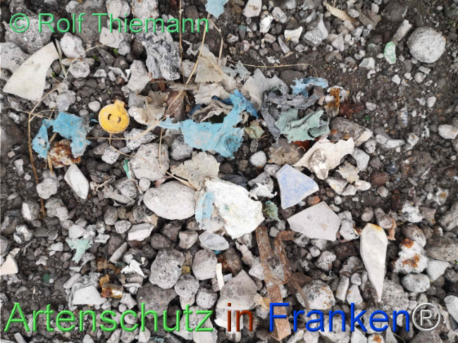 © Artenschutz in Franken® / Rolf Thiemann Bild zum Eintrag (1113857-160)