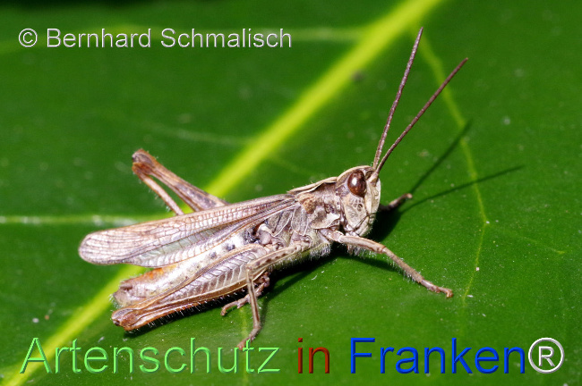 © Artenschutz in Franken® / Bernhard Schmalisch Bild zum Eintrag (1113910-160)