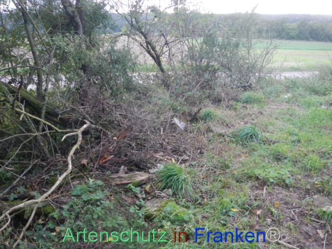 © Artenschutz in Franken® Bild zum Eintrag (1114038-160)