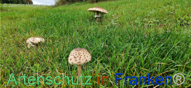 © Artenschutz in Franken® / Jasmin Wegener Bild zum Eintrag (1114213-160)