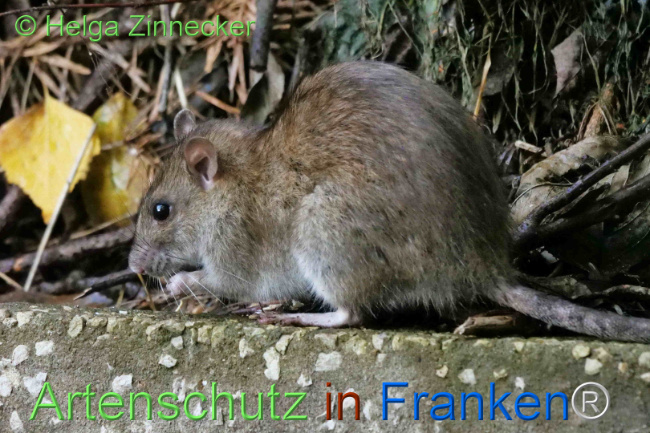 © Artenschutz in Franken® / Helga Zinnecker Bild zum Eintrag (1114265-160)
