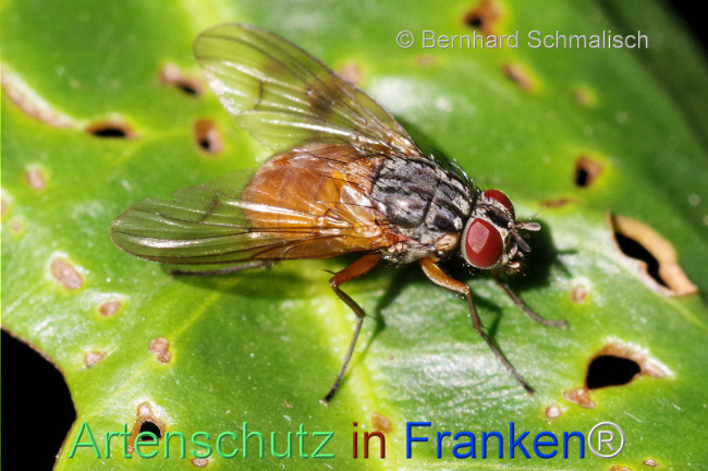© Artenschutz in Franken® / Bernhard Schmalisch Bild zum Eintrag (1114287-160)